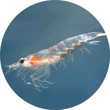 krill6